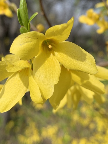 Forsythia suspensa
