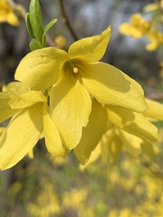 Forsythien (Forsythia): Herkunft und Verwendung — Foto 2