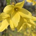 Forsythien (Forsythia): Herkunft und Verwendung — foto 2