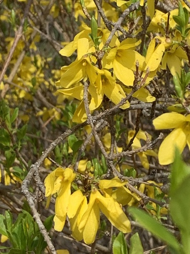 Forsythia suspensa