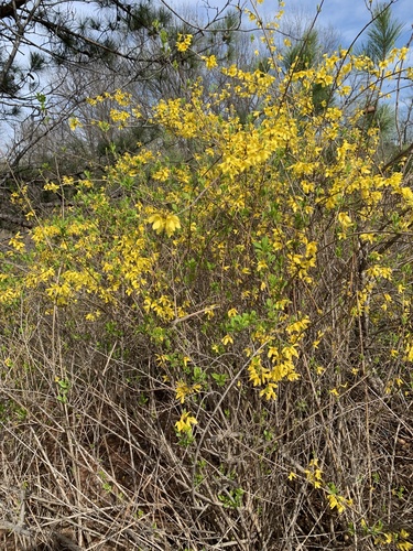 Forsythia suspensa