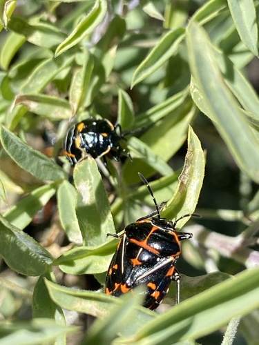 iNaturalist observation photo of Harlequin Bug
