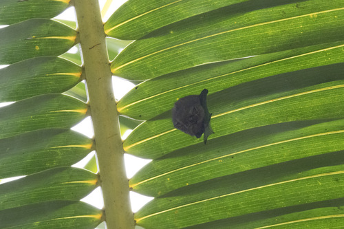 Short-eared Bat