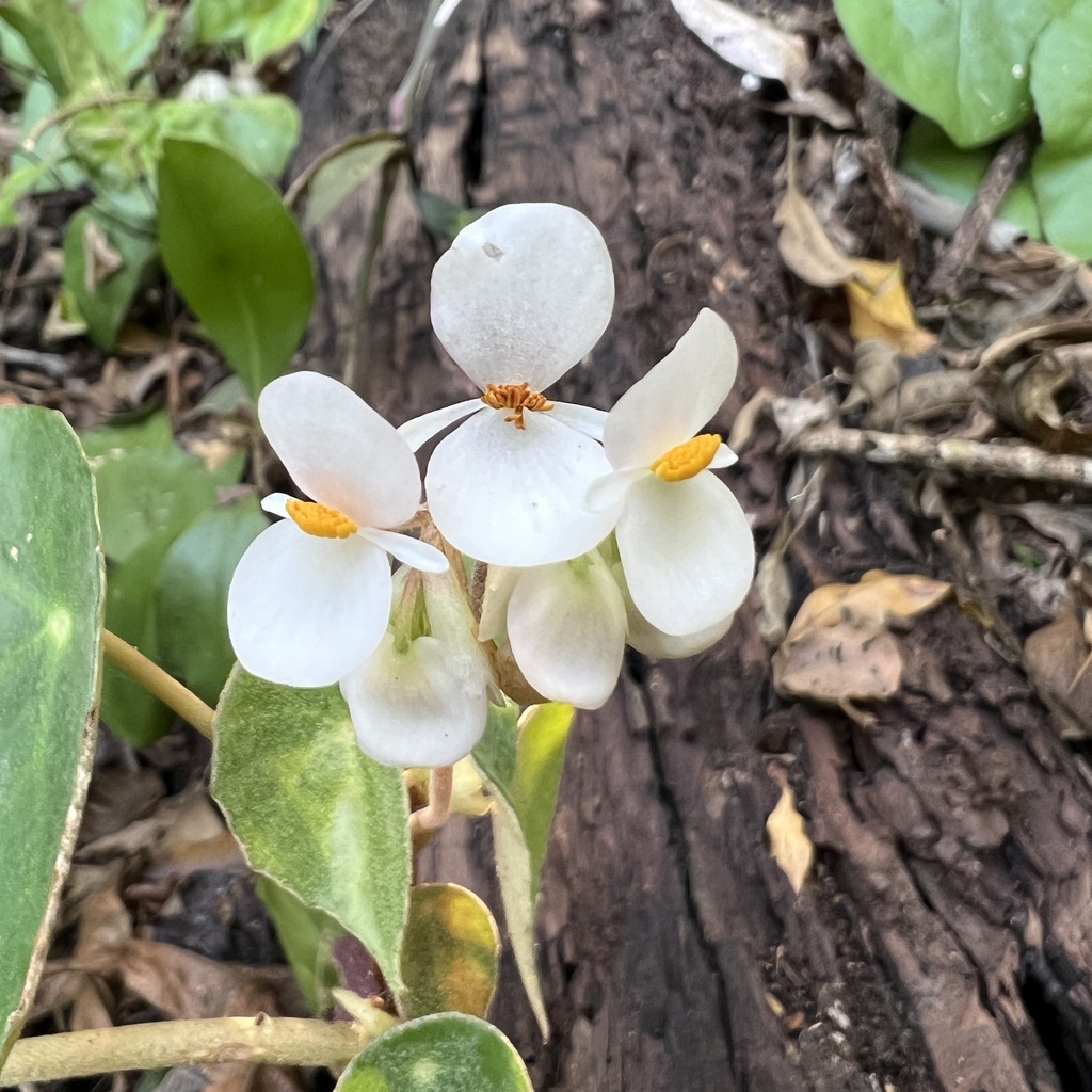 lily-pad begonia