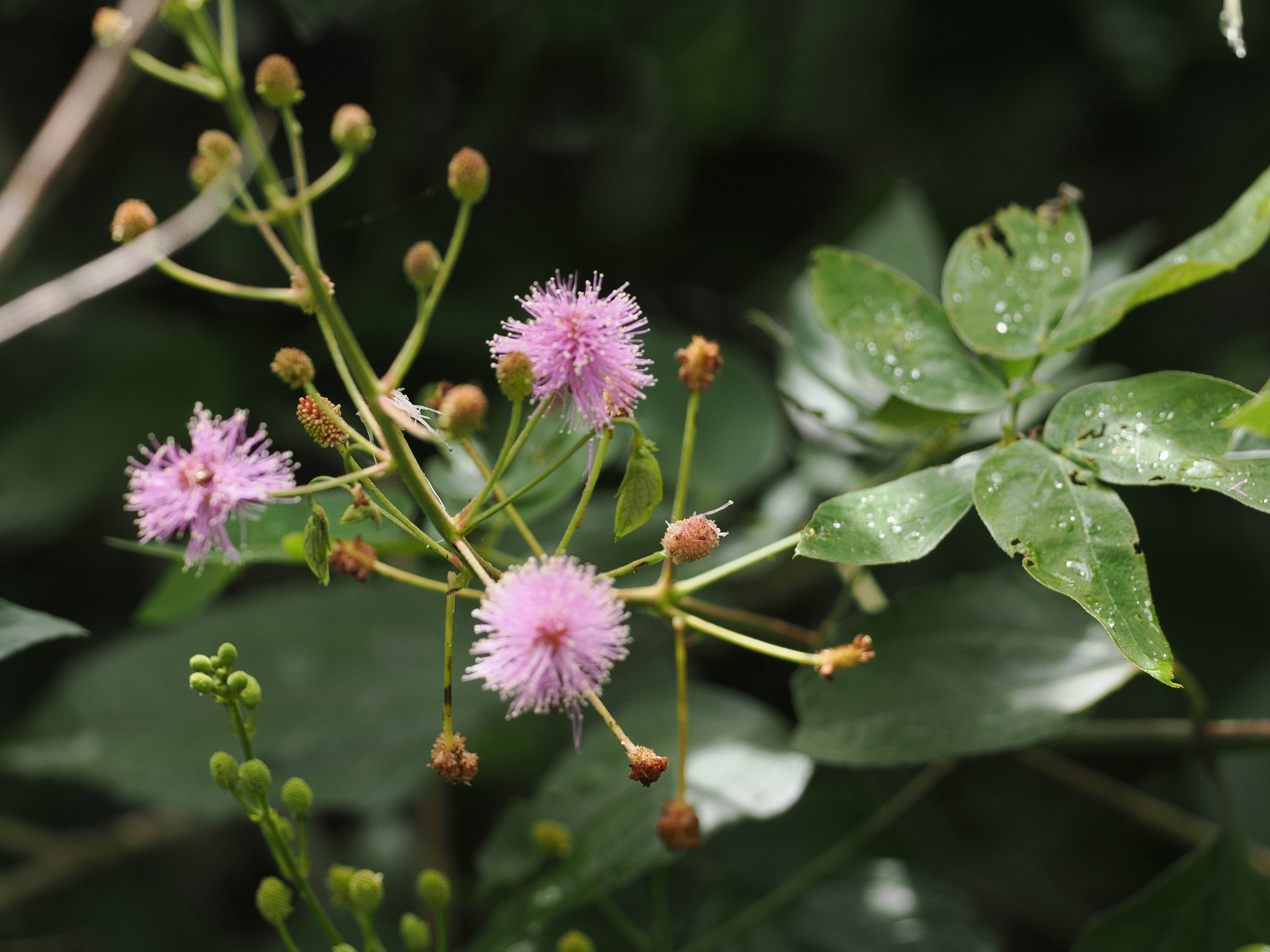 Mimosa albida image