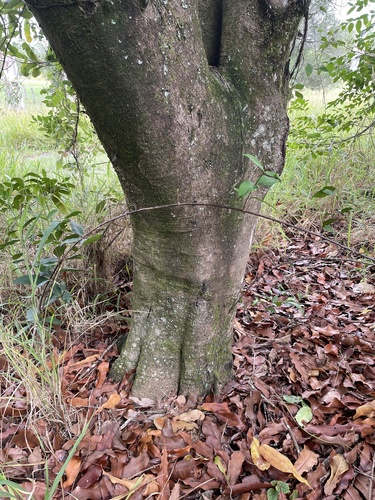 Macadamia integrifolia