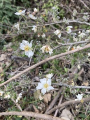 Robinsonella glabrifolia