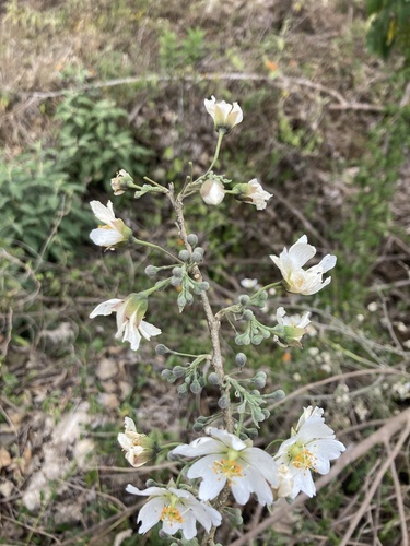 Robinsonella glabrifolia, photograph 2