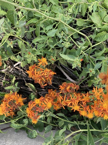 Pseudogynoxys chenopodioides