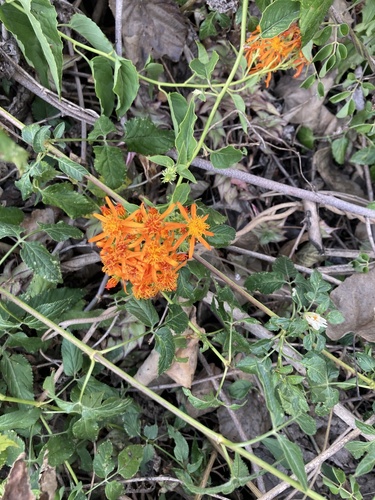 Pseudogynoxys chenopodioides