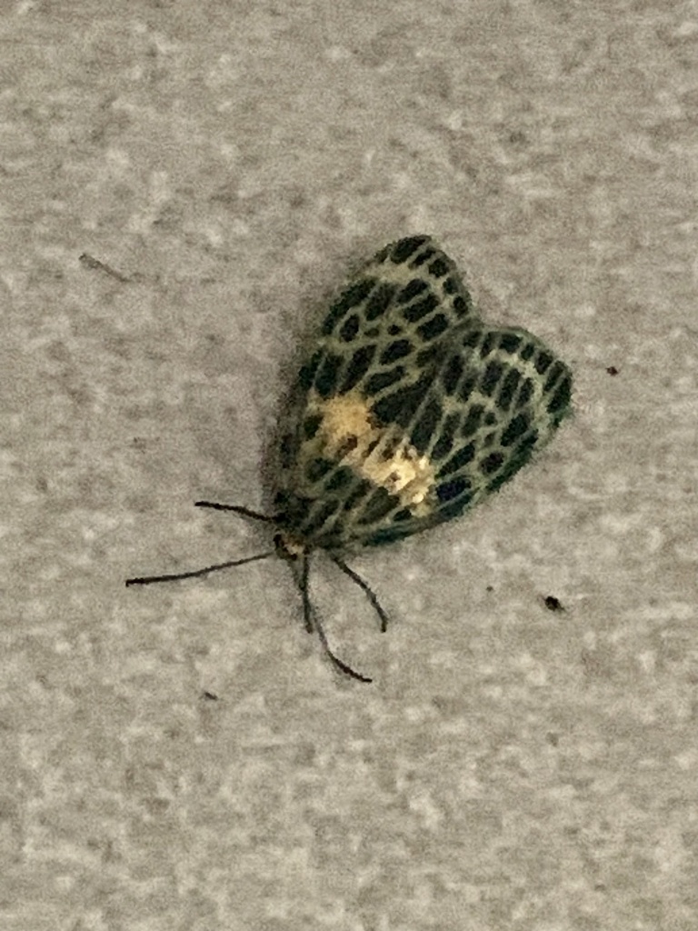 Boradiopsis harmani