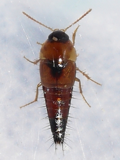 Tachyporus elegans