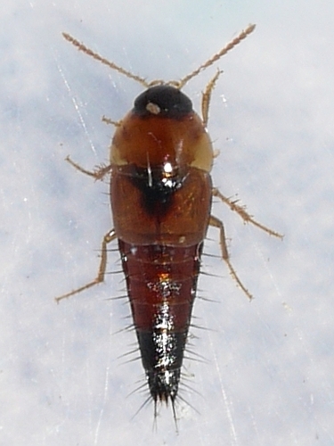 Tachyporus elegans