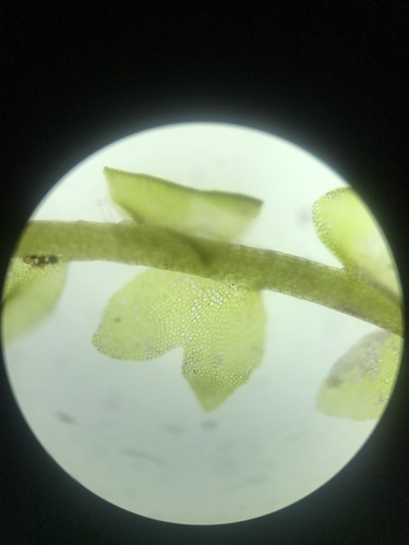 Odontoschisma fluitans