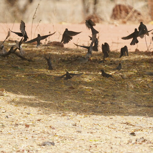 White-billed Buffalo Weaver (Bubalornis albirostris), photo 4