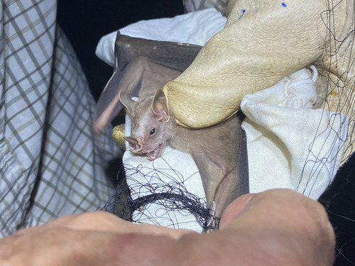 Heller's Broad-nosed Bat (Platyrrhinus helleri)