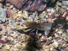 Cambarus bartonii cavatus