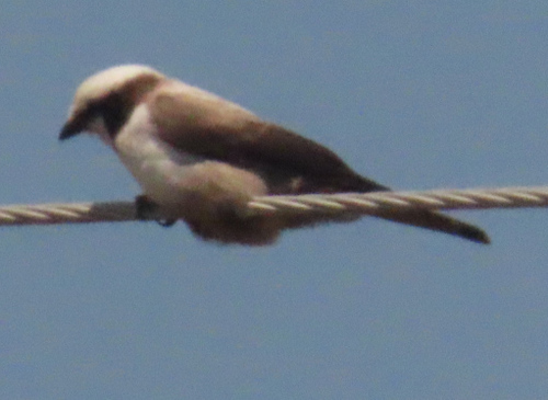 White-crowned Shrike