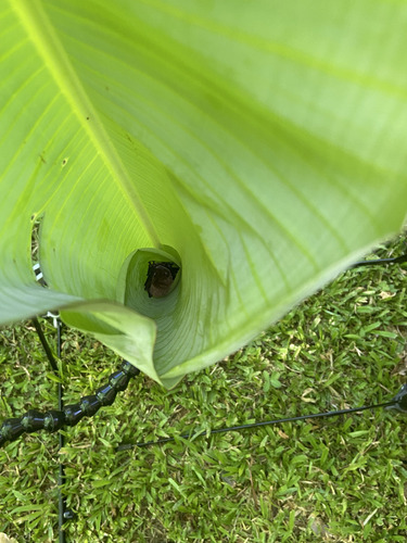 Spix's Disk-winged Bat