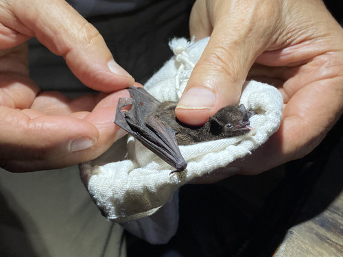 Underwood's Long-tongued Bat