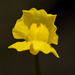 Utricularia gibba - Photo (c) cpgibson, osa oikeuksista pidätetään (CC BY-NC), lähettänyt cpgibson
