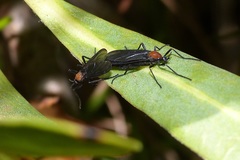 Plecia ruficollis