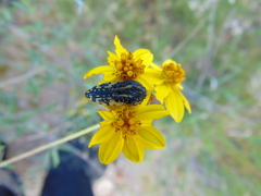 Acmaeodera amplicollis