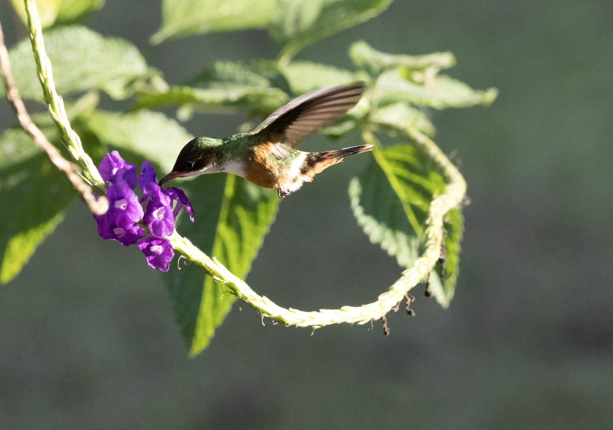 White-crested Coquette (Lophornis adorabilis)