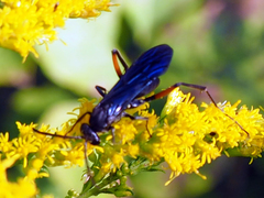 Ceropales bipunctata