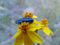 Acmaeodera amplicollis