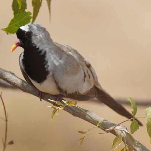 Tórtola rabilarga (Oena capensis)