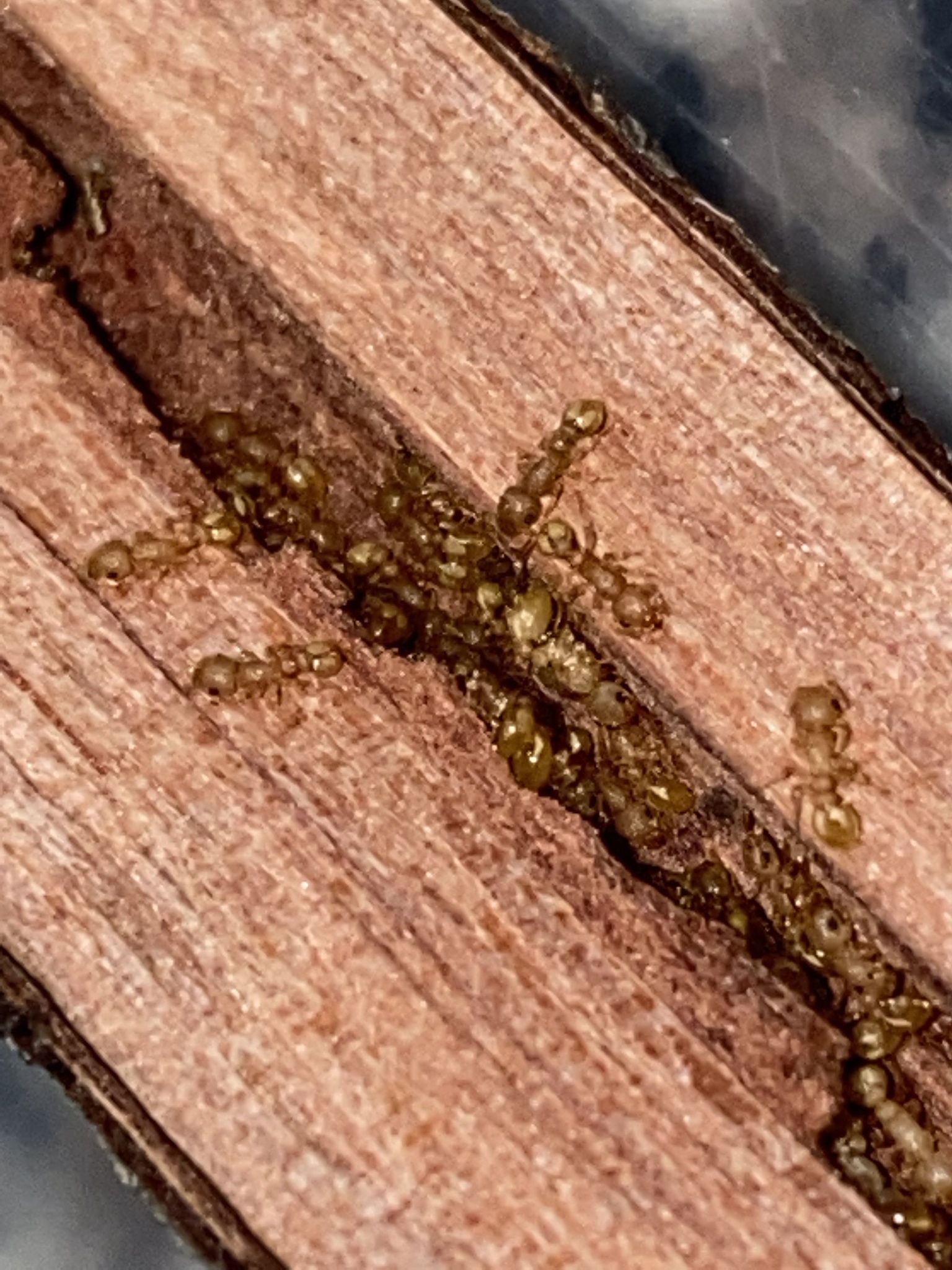 Temnothorax allardycei