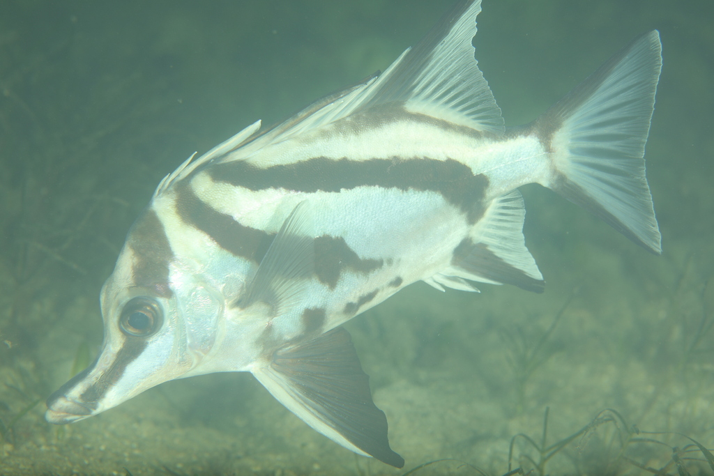 Longsnout Boarfish (Edithburgh Fishlist) · iNaturalist