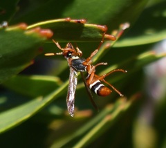 Polistes marginalis