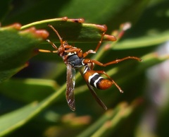 Polistes marginalis