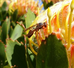 Polistes marginalis