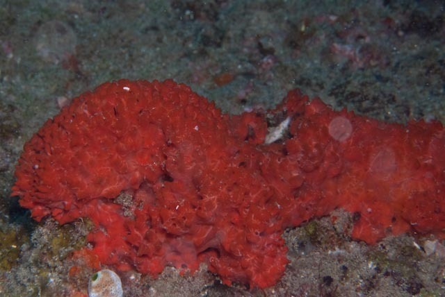 Clathria hirsuta