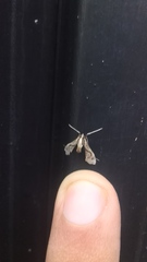 Lineodes