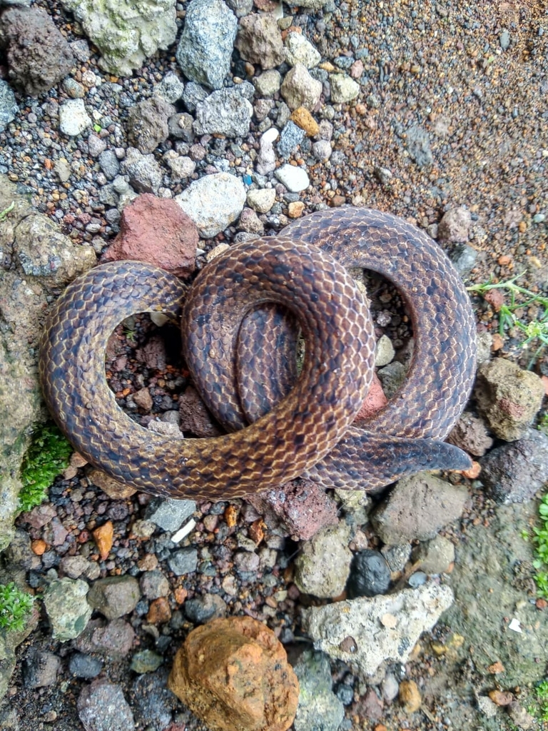 Linnaeus's Reed Snake