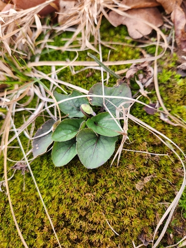 Image of Viola villosa by no rights reserved