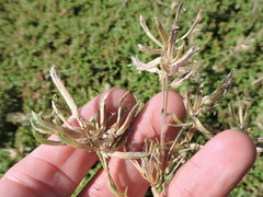Eragrostis reptans