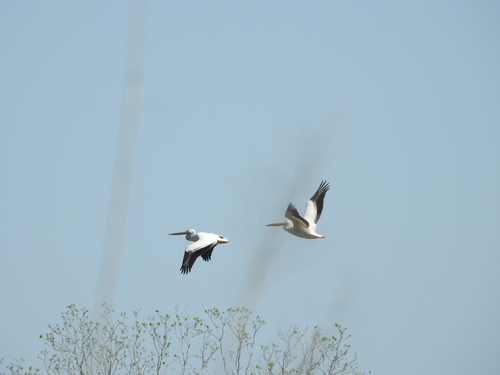 American White Pelican photographed in South Carolina