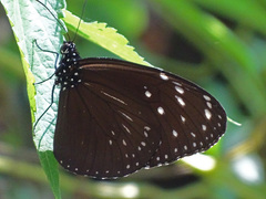 Euploea camaralzeman malayica
