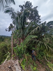 False aralia (Aphandra)