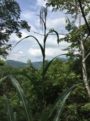 Tripsacum zopilotense