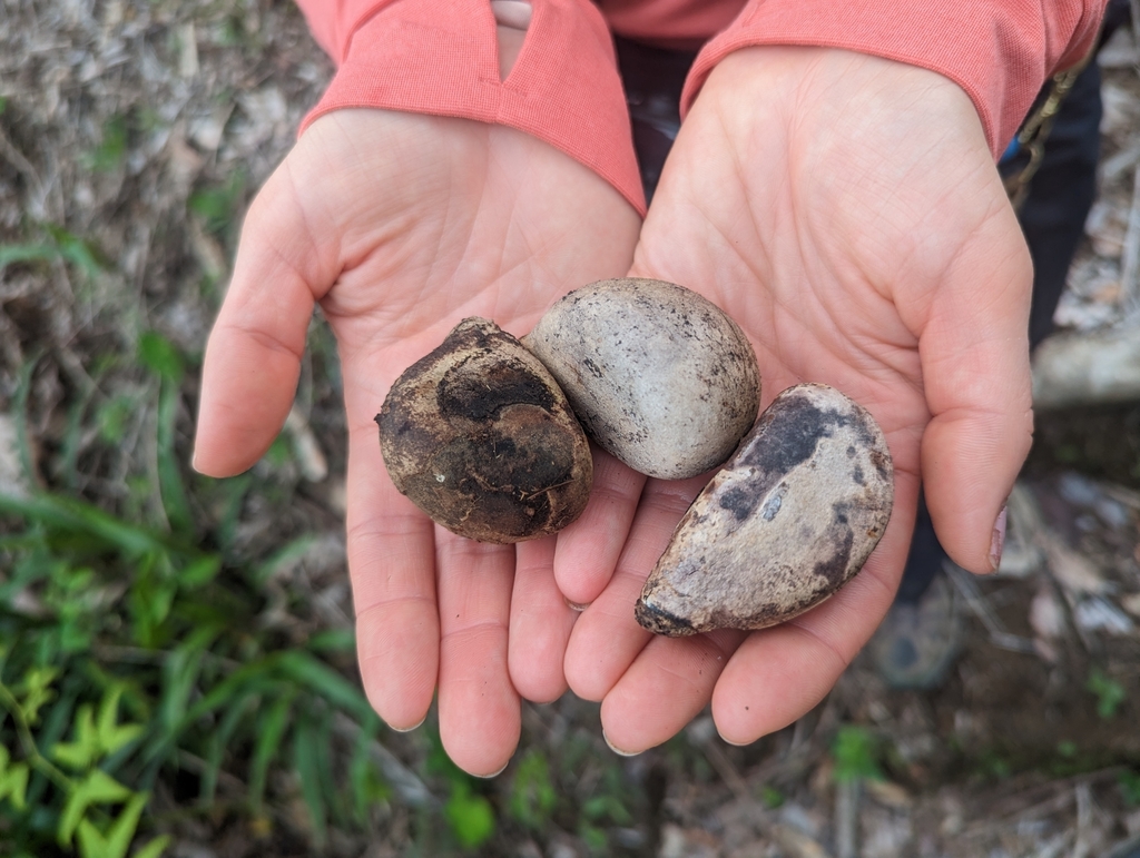 Aphandra natalia; photograph (c) Alan Rockefeller, some rights reserved (CC BY)