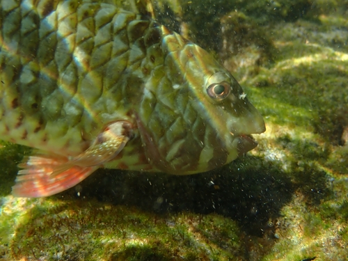 Yellowtail Parrotfish