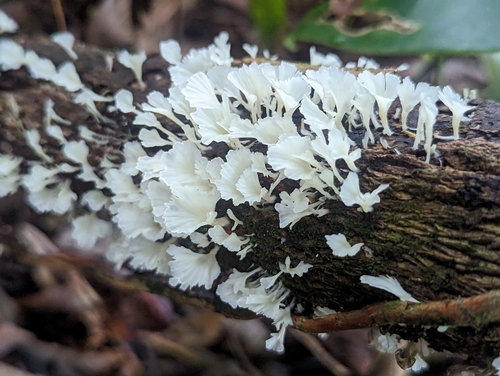 White Fan Fungus