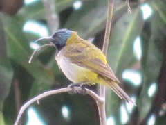 Anabathmis reichenbachii