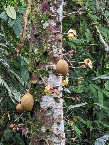 Image of piton tree by (c) Alan Rockefeller, some rights reserved (CC BY)